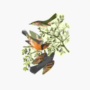 Cute Birds Art Work